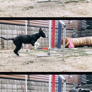 DOG SCHOOL ★ぽっちぃ★