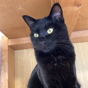 猫カフェしっぽ