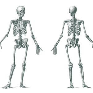 スクワットマニア