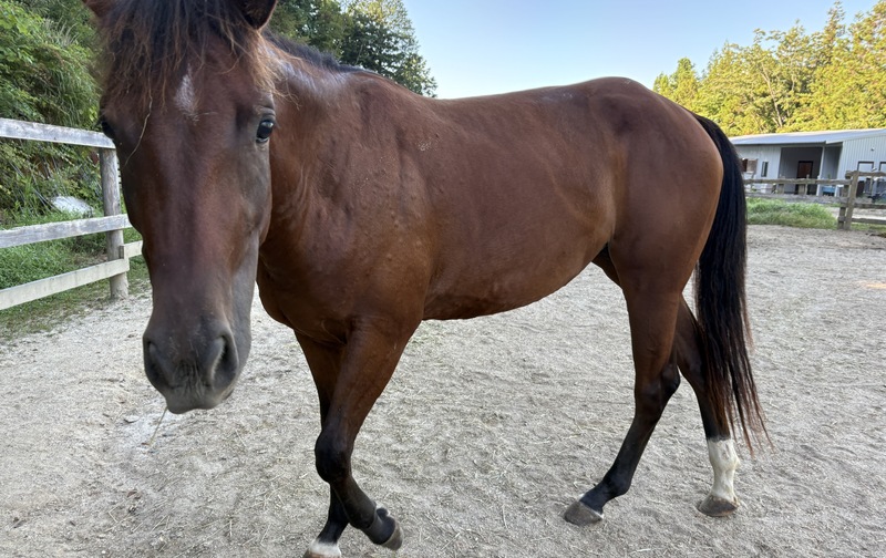 レイン　ひと口オーナー募集＼ちょっとシャイな女の子。これから調教を学びます／