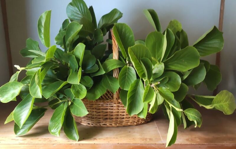 petit家主『月額（月謝／サブスク）』プラン