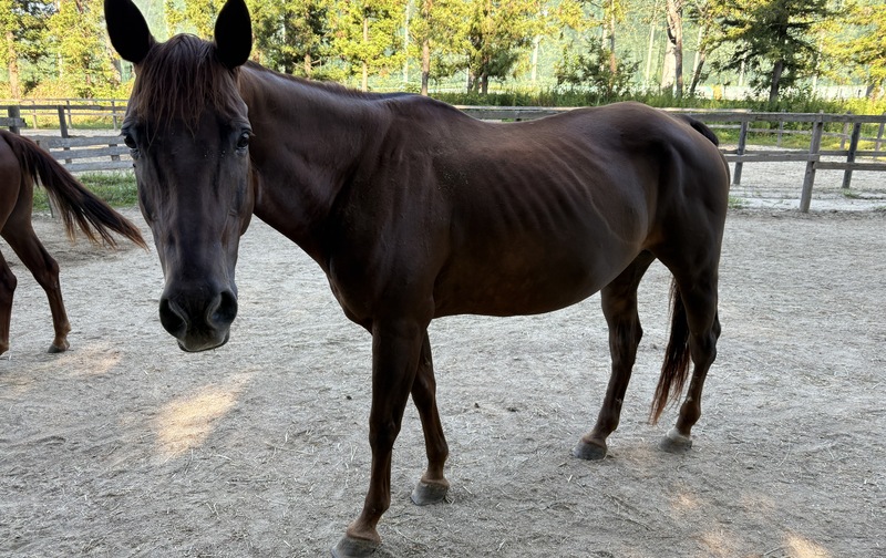 リトル　ひと口オーナー募集＼目立たないけど温厚で優しい入門馬／