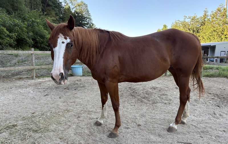 サン　ひと口オーナー募集＼美しい馬体、乗ることもできます！／