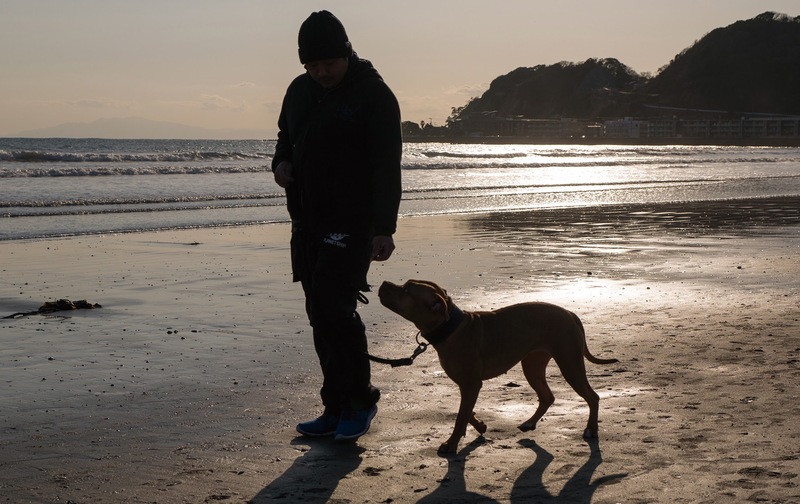 dog academy　ピストルk9/kamakura-dogs.jp　週2コース全8回