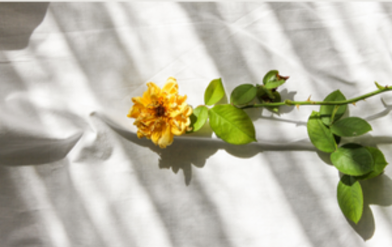 studioチケット（3回）