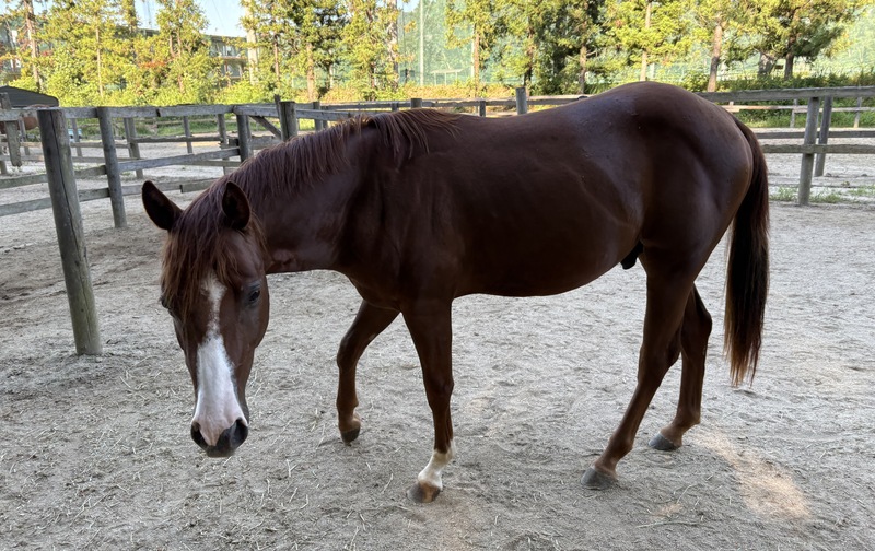 リック　ひと口オーナー募集＼ヤンチャな男の子。一緒に調教を学ぼう／