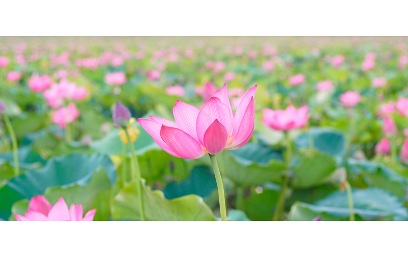 スタジオ会員（実Minori)