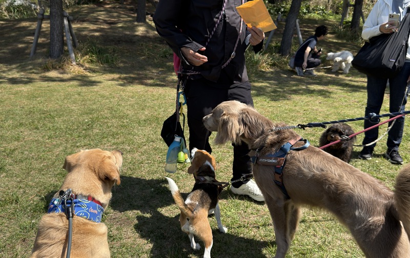 リードセッション（リードレッスン）  〜 信頼関係を育むお散歩・リードマナー講座（個別）〜