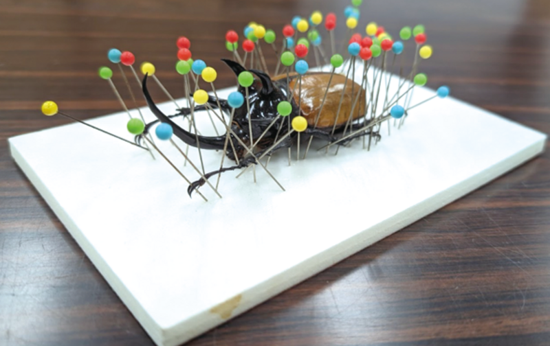 【おとな２名＋こども１名】10/18(土) 名和館長と昆虫採取を楽しもう 昆虫講座・標本づくり体験