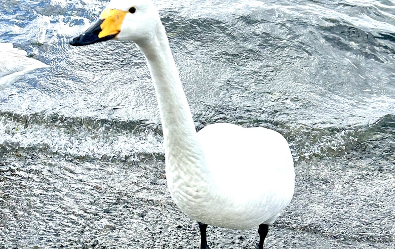 「話し方講座」オンラインレッスン ３回分(40分×3回)チケット