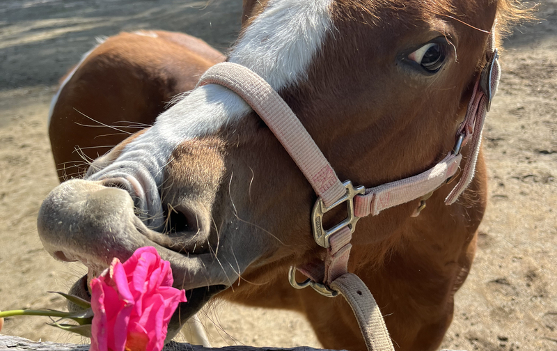 🐾プレミアムコース（一緒に作る）