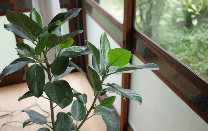 『30分の規律』朝のオンラインヨガ