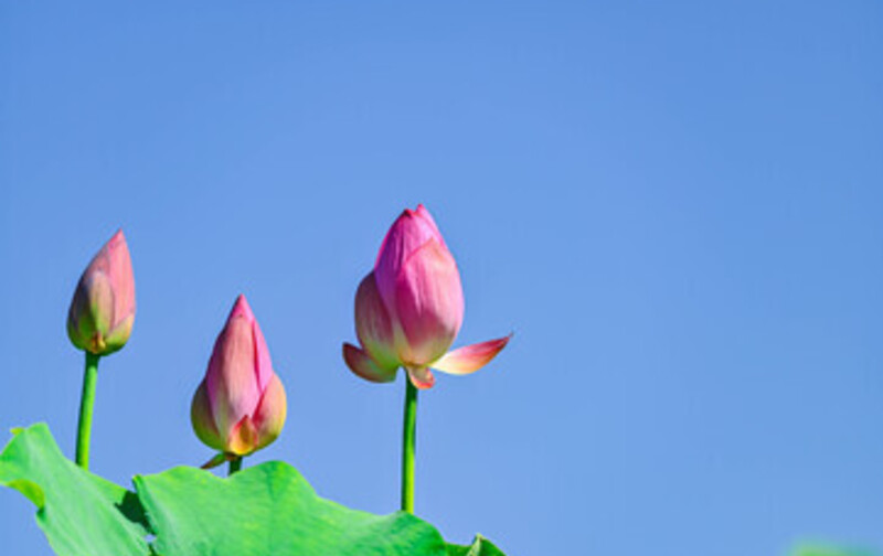 スタジオ会員（蕾Tsubomi）