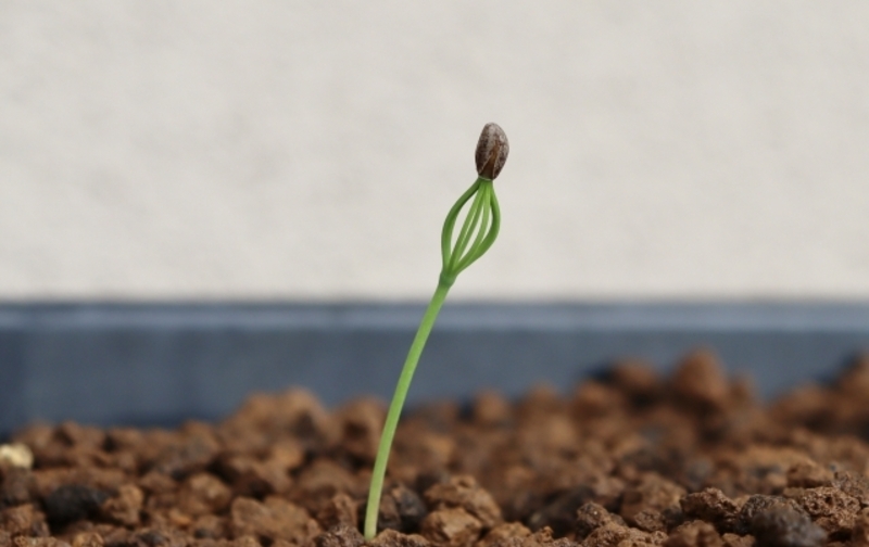 スタジオ会員（種Tane）