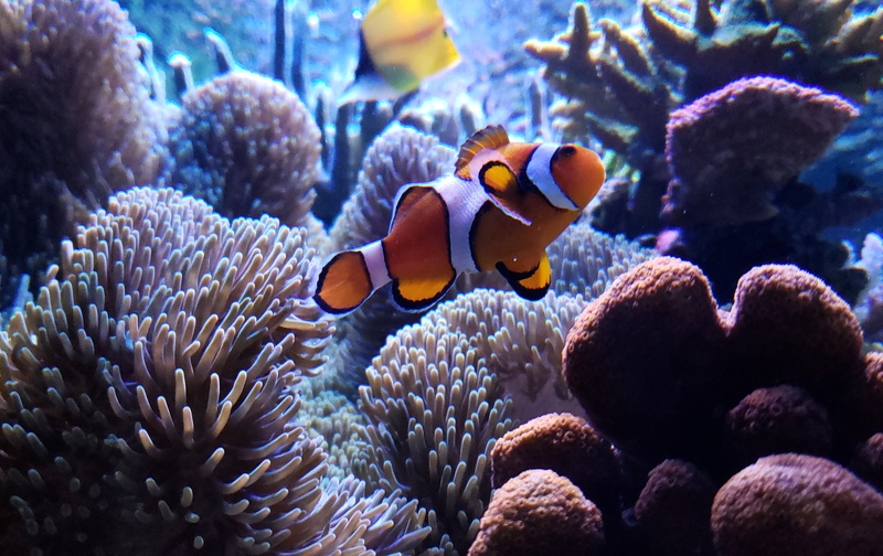 【一括払い】とらのもんサンゴ礁ラボ BASICコース（2ヶ月間 / 全4回）