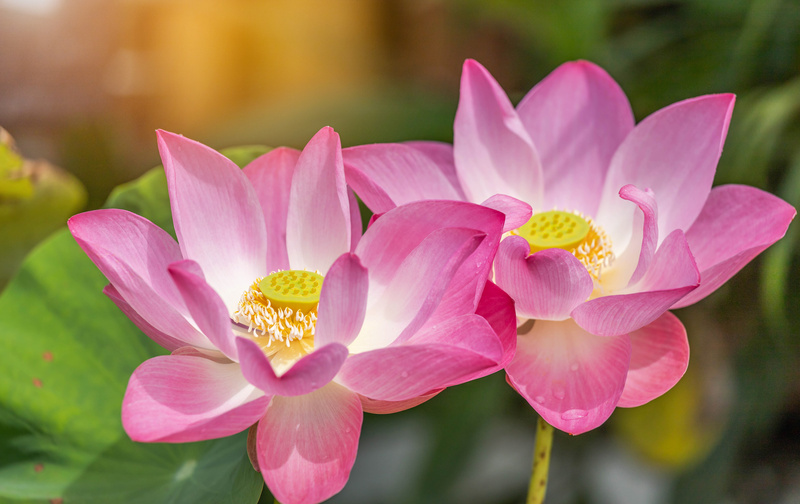 スタジオ会員（花Ohana）