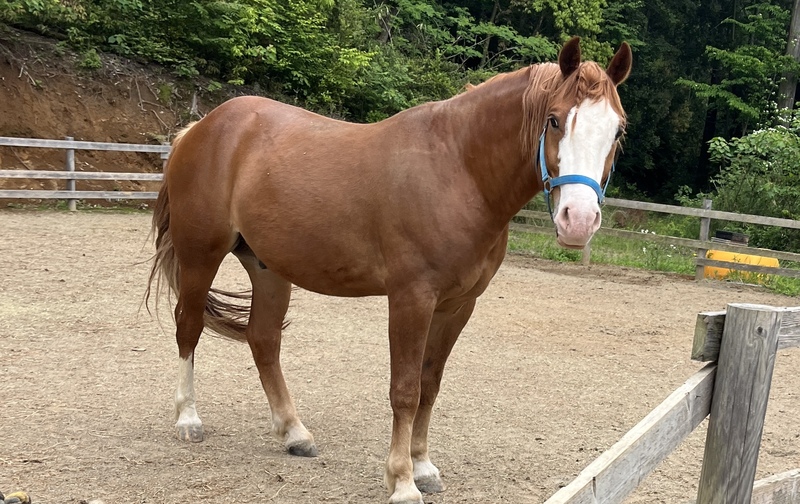ラブオ　一口オーナー募集＼大人気のイケメン馬／