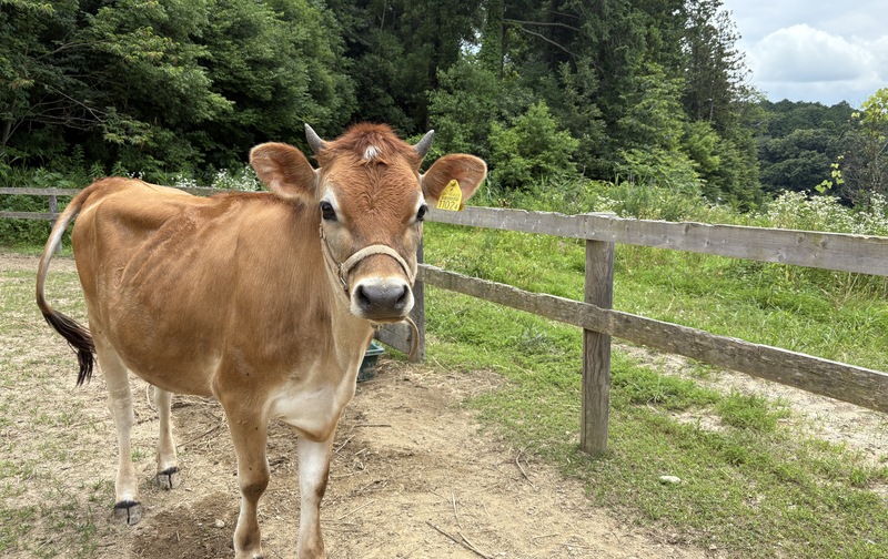 🐾ライトコース（情報がもらえる）