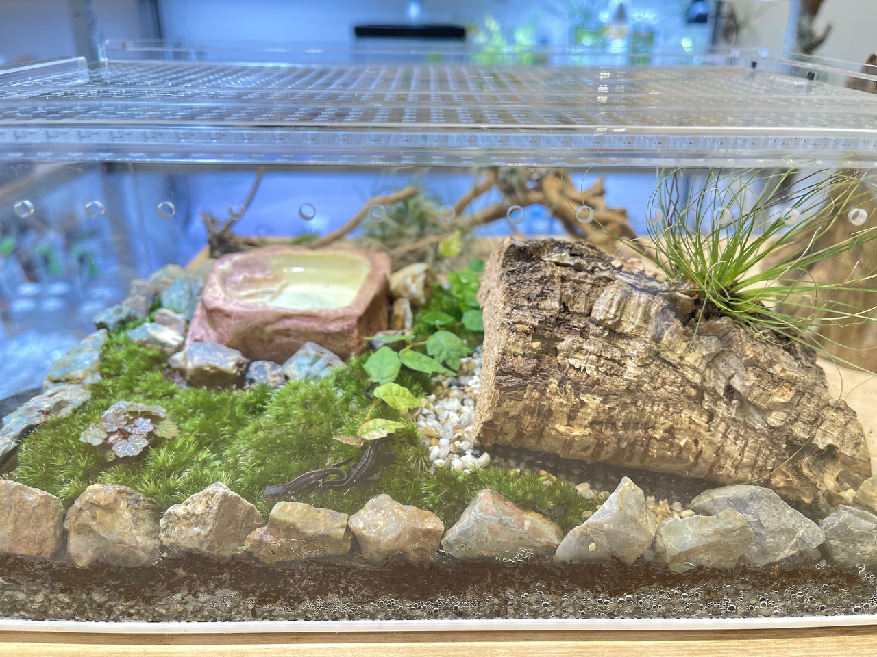 【仙台アエル店】イモリウムワークショップ  ~生き物を飼育できる苔のテラリウム~