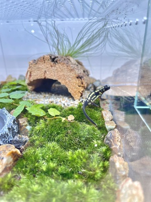 【仙台アエル店】イモリウムワークショップ  ~生き物を飼育できる苔のテラリウム~