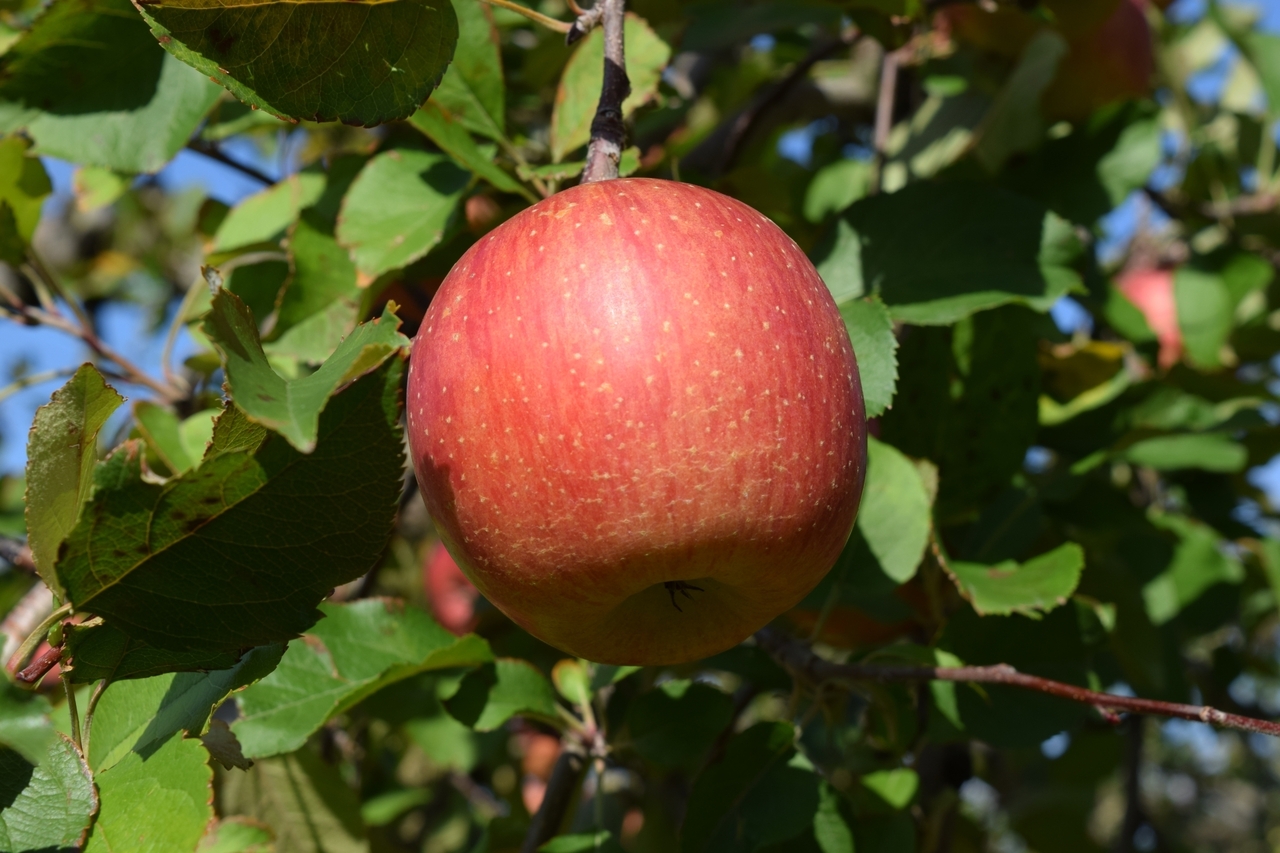 【浜田山】りんご狩り体験｜2025年9月7日(日)