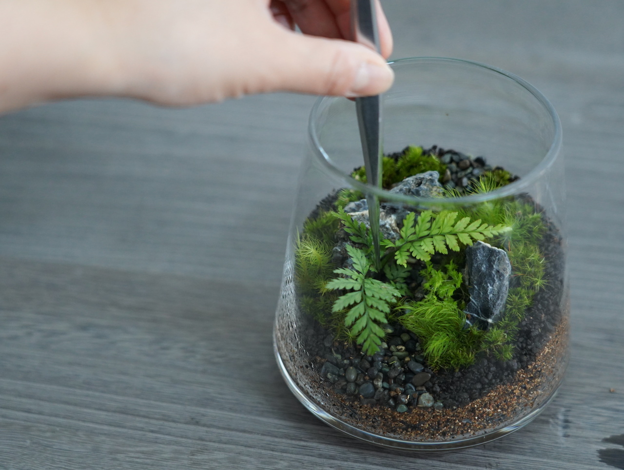 シダとコケのテラリウム【シダを学ぼう】