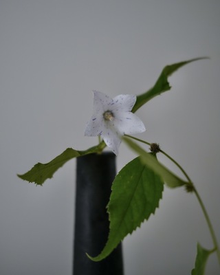 Wa days. vol.3 Spring