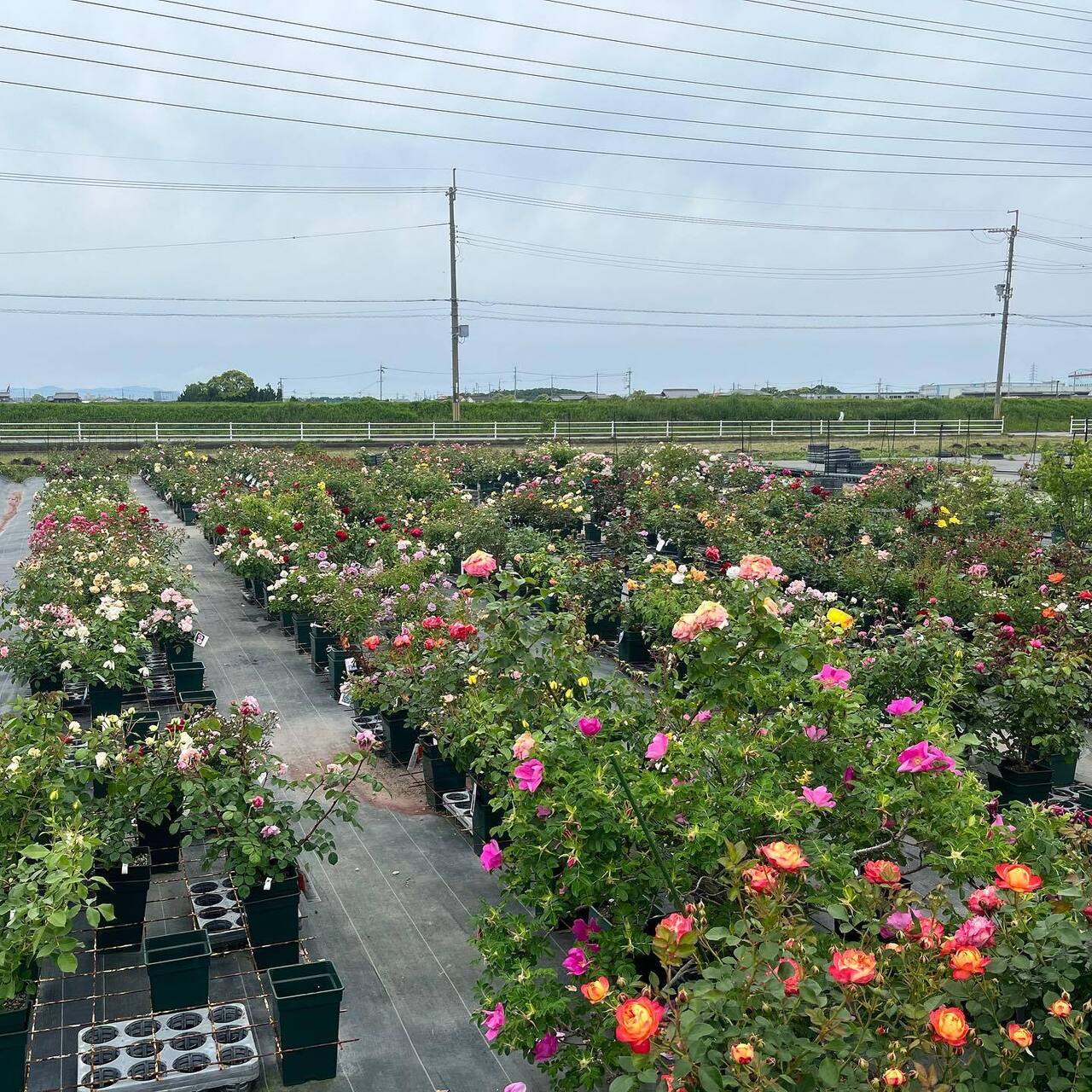 2025年春　バラ苗購入のための来園