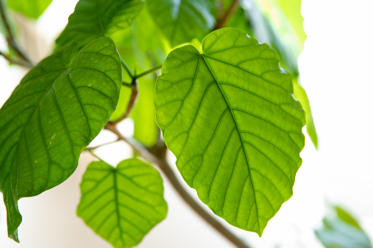 【オンライン】ヨーガ初心者向けクラス 隔月開催