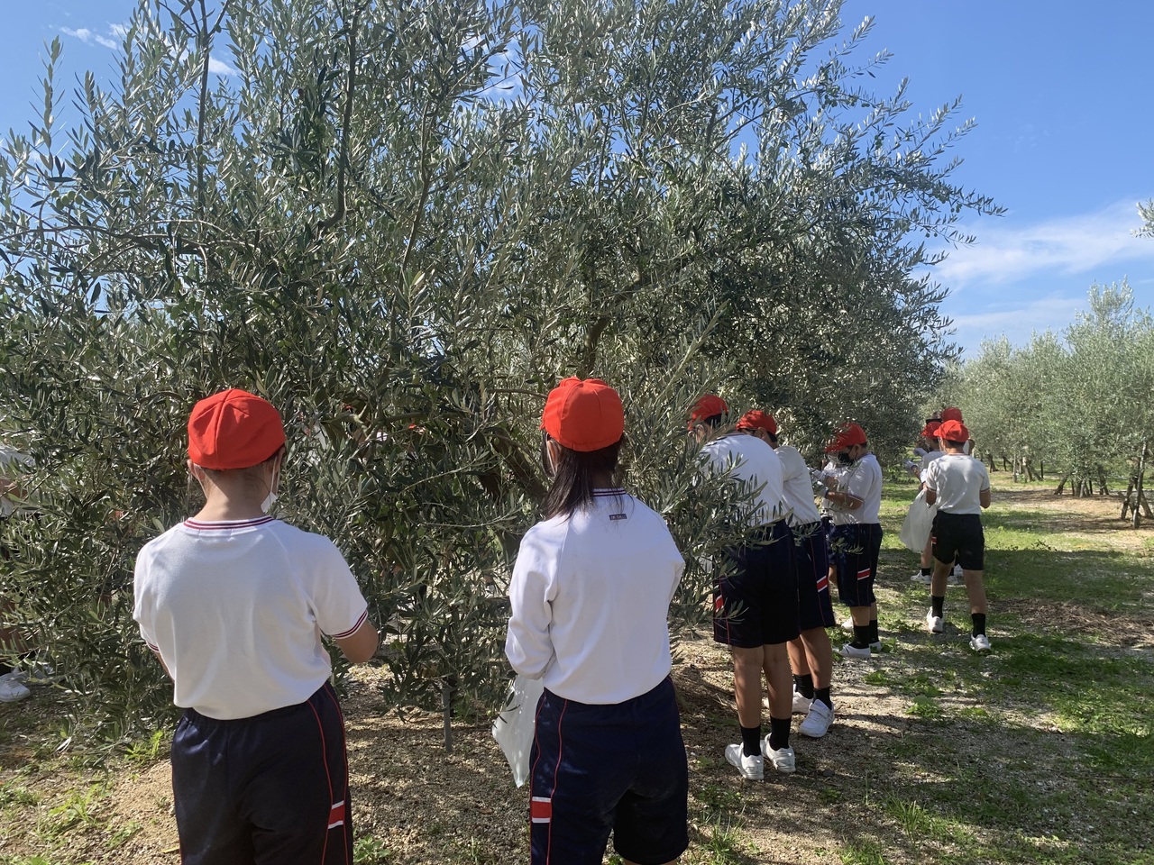 10月14日　朝の部　オリーブ収穫体験