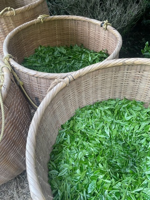 【5/31(日)】新茶会～若葉に宿る春の余韻～