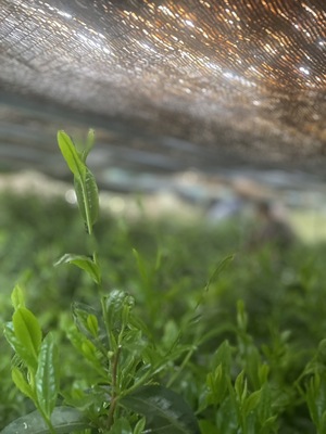 【5/31(日)】新茶会～若葉に宿る春の余韻～