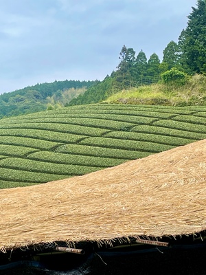 【5/31(日)】新茶会～若葉に宿る春の余韻～