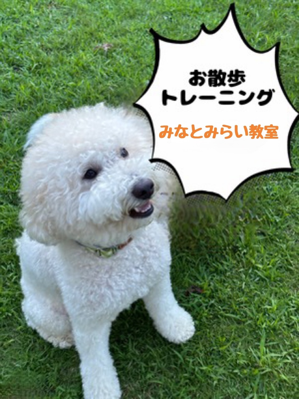 お散歩トレーニングクラス（みなとみらい教室）