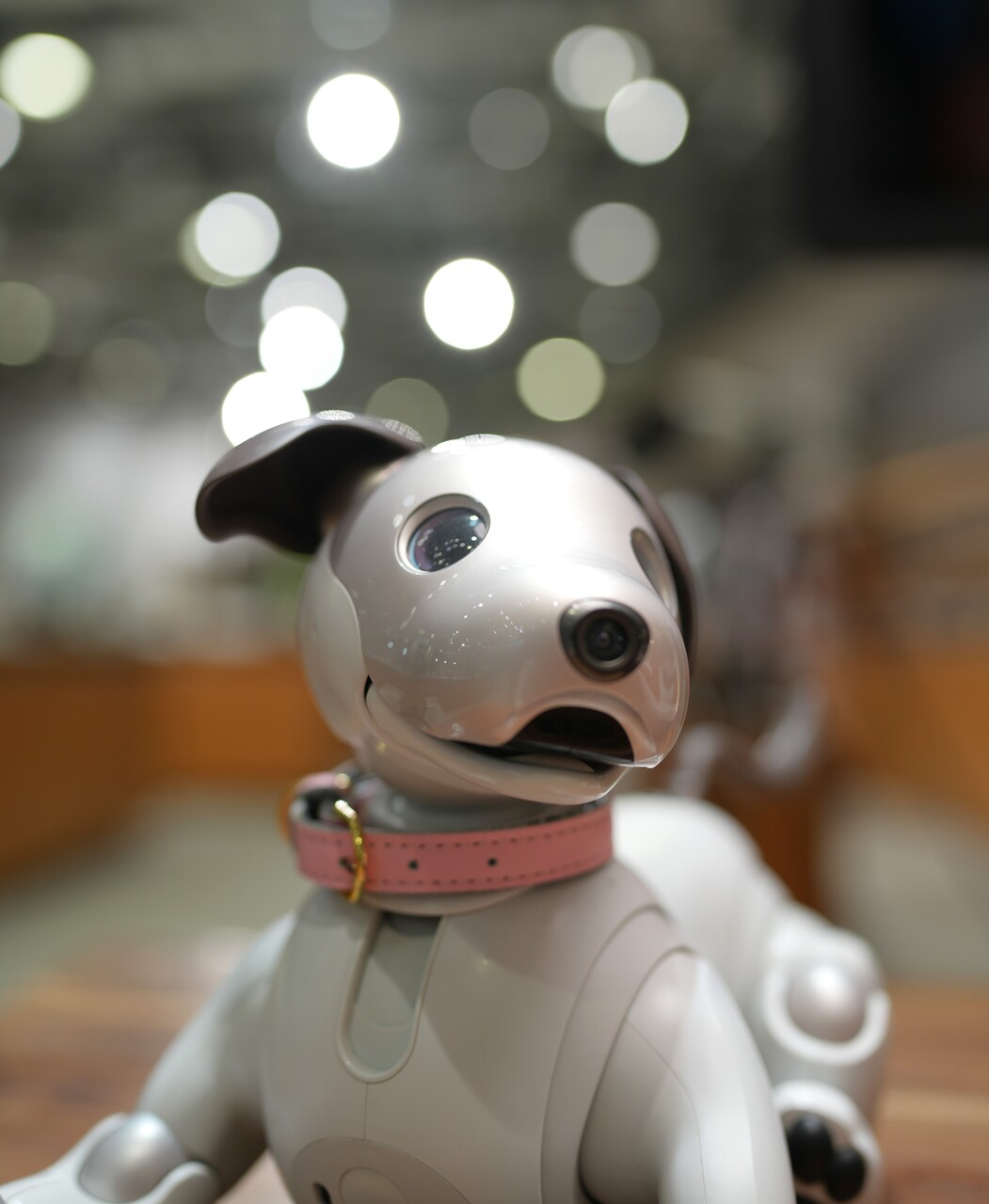 aibo　8歳おめでとう🎉記念撮影会