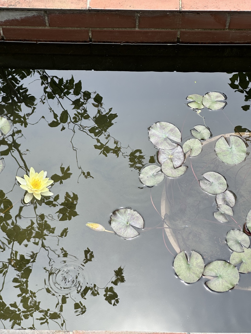 LIKE LIKE KITCHEN 2025   夏のレッスン