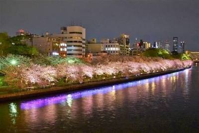 🌸 110分　貸切桜クルーズ（12名乗り）早期予約特典!! ウェルカムスパークリングワイン付き🌸
