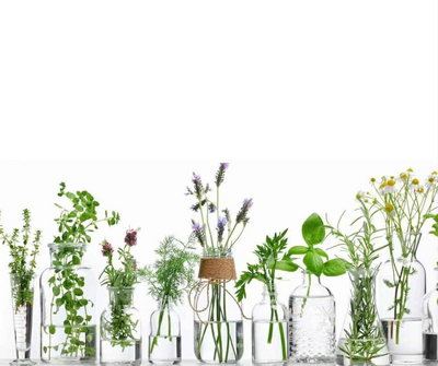 美しく健康に過ごすための植物療法  ～家庭で役立つアロマセラピー入門～