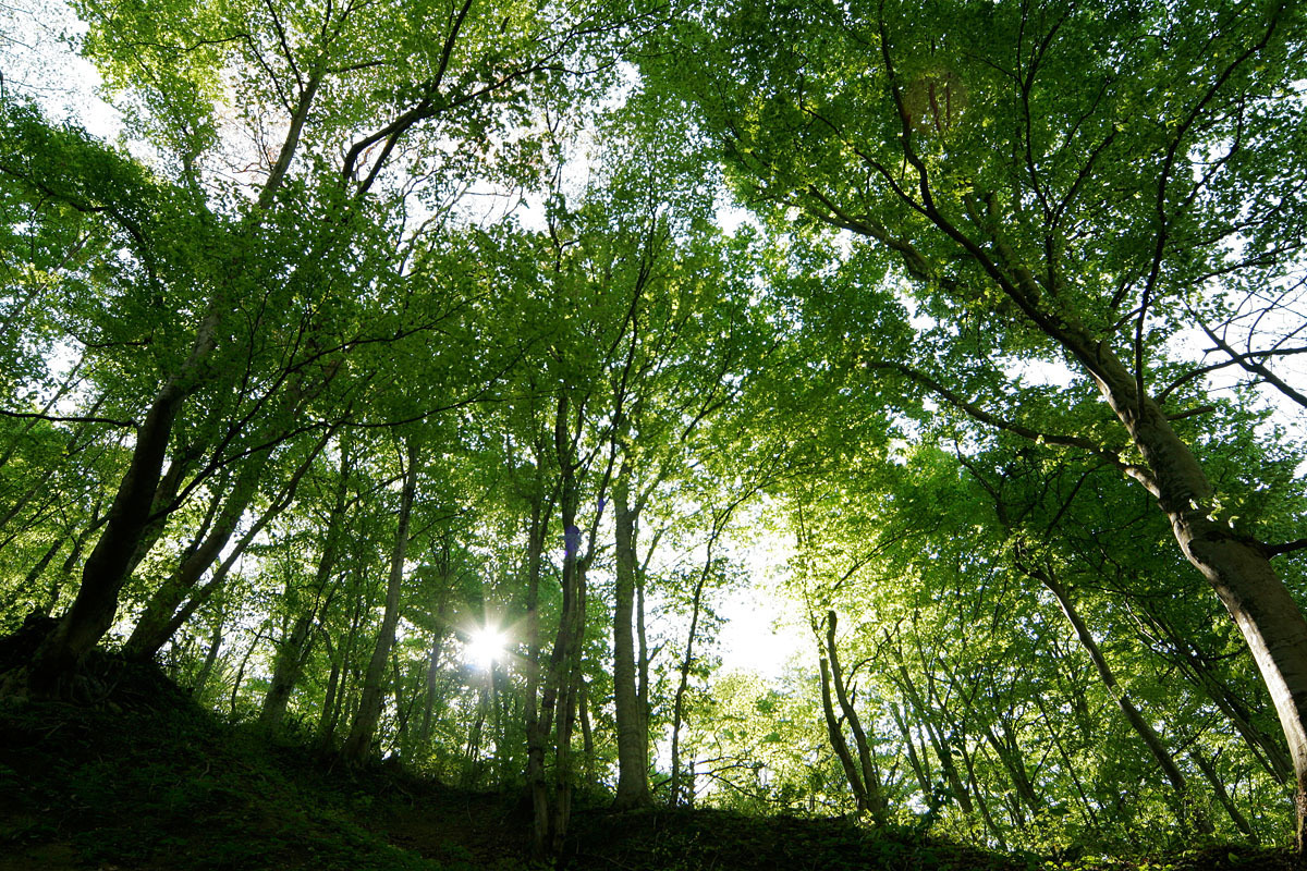 朝ヨガ　/ ルイ　（運動量　★★）