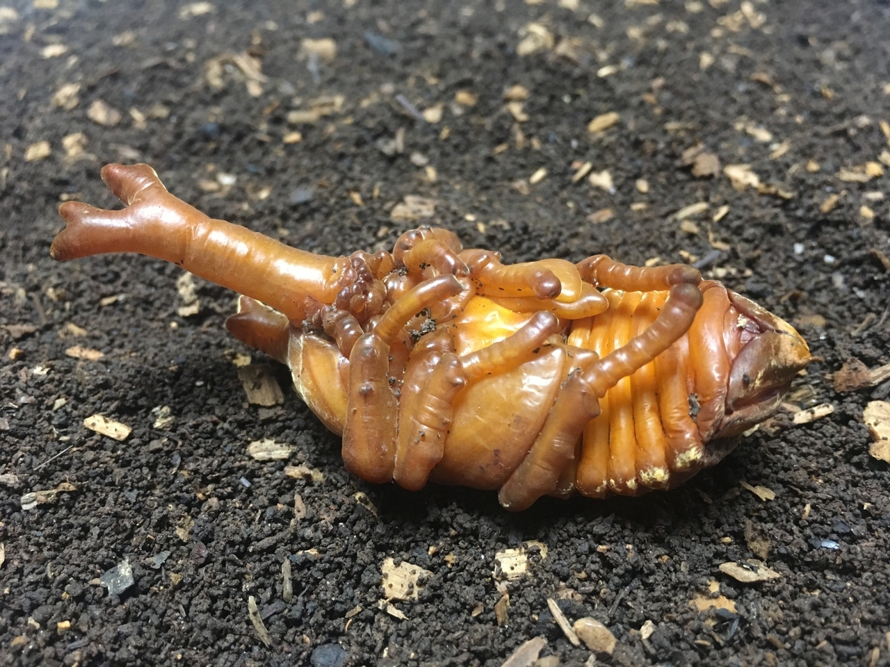 【世田谷】カブトムシのサナギプレゼンント｜2025年6月7日(土)
