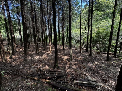 NGS野営場（ヒノキサイト）