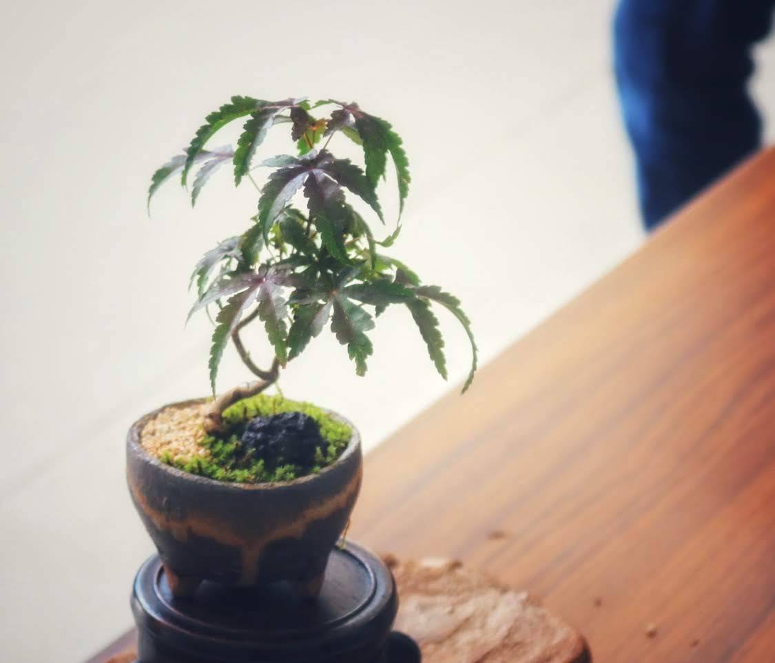 【KeittoOppi】小さな木を植えよう！盆栽づくり
