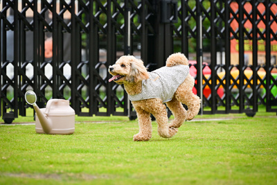 ドッグランのご予約はこちら 👇