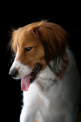 ドッグランのご予約はこちら 👇