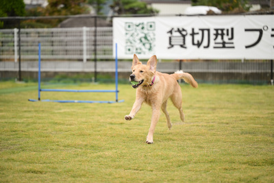 ドッグランのご予約はこちら 👇
