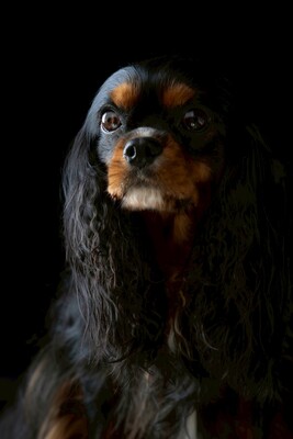 ドッグランのご予約はこちら 👇