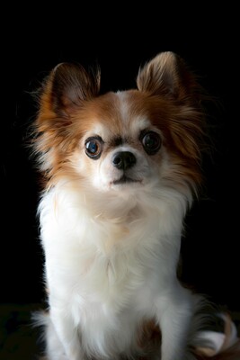 ドッグランのご予約はこちら 👇