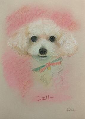 ドッグランのご予約はこちら 👇