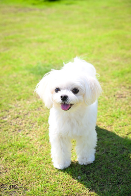 ドッグランのご予約はこちら 👇