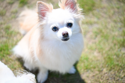 ドッグランのご予約はこちら 👇